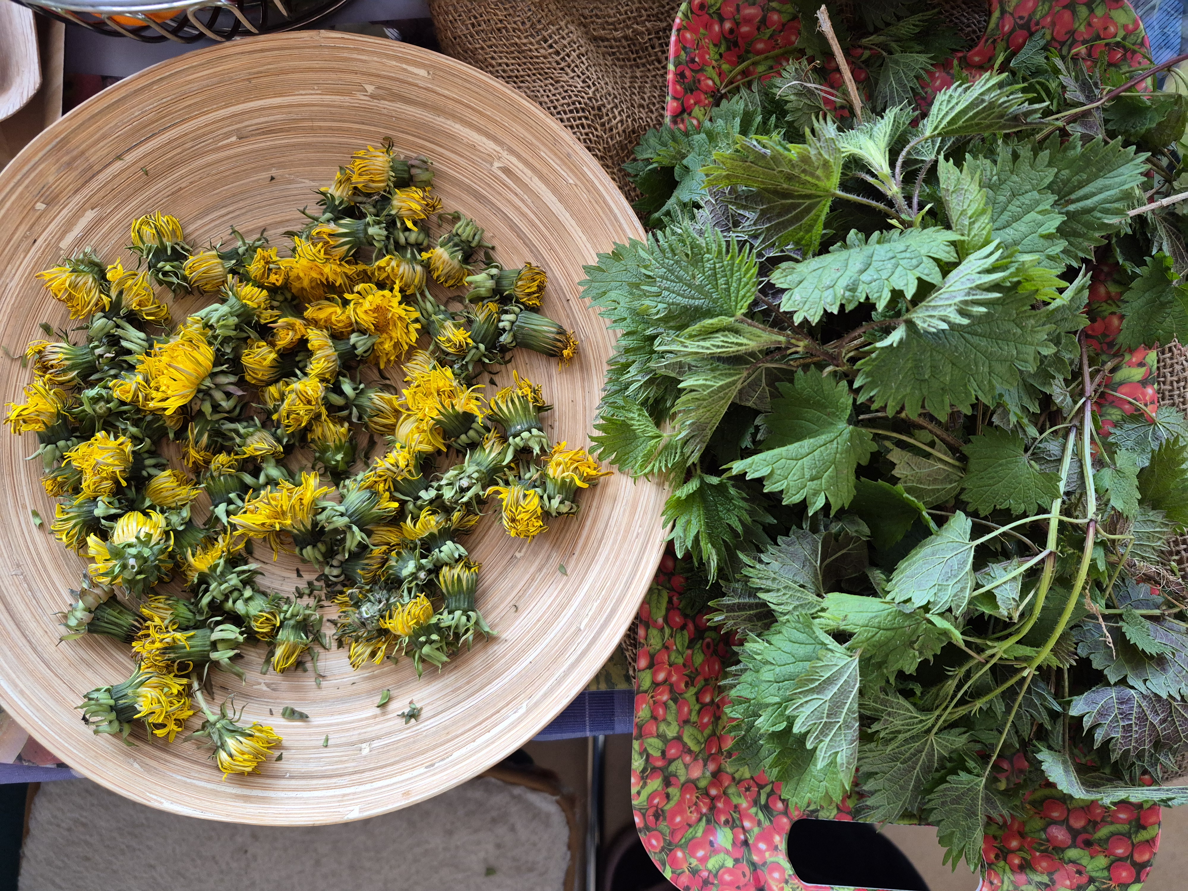 Freshly gathered nettle leaves and dandelion flowers