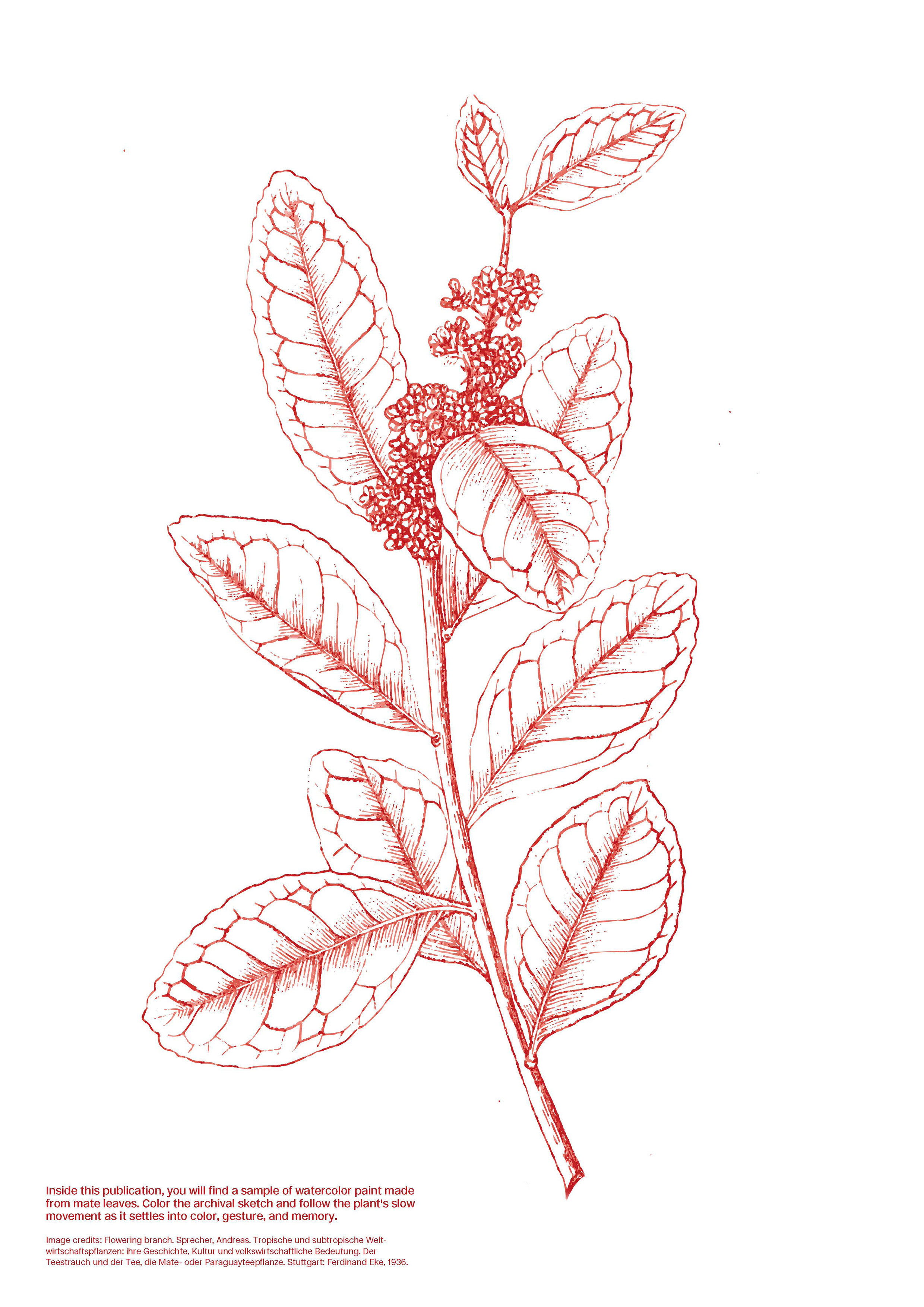 Botanical red line drawing page from the zine